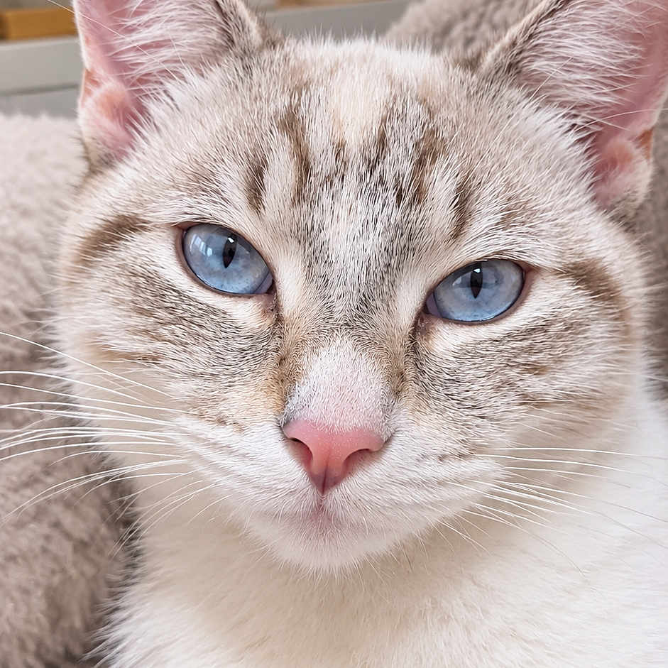 Leeloo a rejoint le concours — aidez-le/la à gagner de superbes lots ! cat, kitten, blue_eyes, cream_fur, pink_nose, whiskers, pointed_ears, close_up, portrait, indoor, cozy, blanket, houseplant, lamp, soft_lighting, home, fluffy, feline, looking_at_camera, vertical_photo