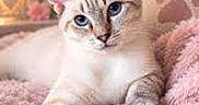 Leeloo participe au concours pour gagner de l'argent avec cette photo : cat, kitten, blue_eyes, cream_fur, gray_stripes, tabby, pet, animal, face, ears, whiskers, paws, lying_down, relaxed, bed, blanket, pink, indoors, portrait, cute