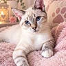 cat, kitten, blue_eyes, cream_fur, gray_stripes, tabby, pet, animal, face, ears, whiskers, paws, lying_down, relaxed, bed, blanket, pink, indoors, portrait, cute