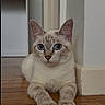 Leeloo a rejoint le concours — aidez-le/la à gagner de superbes lots ! cat, kitten, cream_colored, blue_eyes, sitting, indoor, wooden_floor, portrait, close_up, pet, feline, whiskers, ears, paws, fur, floor, wall, doorway, home, alert