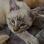 Leeloo participe au concours pour gagner de l'argent avec cette photo : cat, kitten, blue_eyes, cream_fur, tabby_points, pet, animal, lying_down, stretching, paw, whiskers, ears, close_up, portrait, indoor, blanket, cozy, couch, furry, second_cat