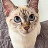 Leeloo participe au concours pour gagner de l'argent avec cette photo : cat, kitten, blue_eyes, cream_fur, striped_fur, large_ears, animal, pet, portrait, close_up, front_view, staring, quilted_cushion, indoors, soft_lighting, whiskers, pink_nose, standing, centered_composition, cute