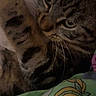 cat, tabby_cat, close_up, paw, whiskers, sleeping, resting, indoor, blanket, cartoon_character, fabric, pattern, animal, pet, feline, cozy, dim_lighting, cute, fur, face
