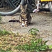Gabinou a rejoint le concours — aidez-le/la à gagner de superbes lots ! cat, tabby, bicycle, bike_wheel, outdoor, grass, dirt, animal, pet, street, nature, wheel, vehicle, parked, ground, curious, sitting, urban, daylight, small