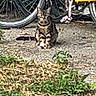 cat, tabby, bicycle, bike_wheel, outdoor, grass, dirt, animal, pet, street, nature, wheel, vehicle, parked, ground, curious, sitting, urban, daylight, small