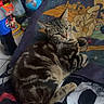 cat, tabby_cat, pillow, blanket, indoor, pepsi_bottle, globe, toy, clutter, fabric, pattern, animal, pet, feline, resting, colorful, household_items, soft_texture, casual, relaxed