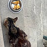 cat, tabby_cat, animal, pet, concrete, steps, food_bowl, breaded_food, chicken_nuggets, outdoor, feline, fur, tail, resting, side_view, grey, brown, striped, texture, daylight