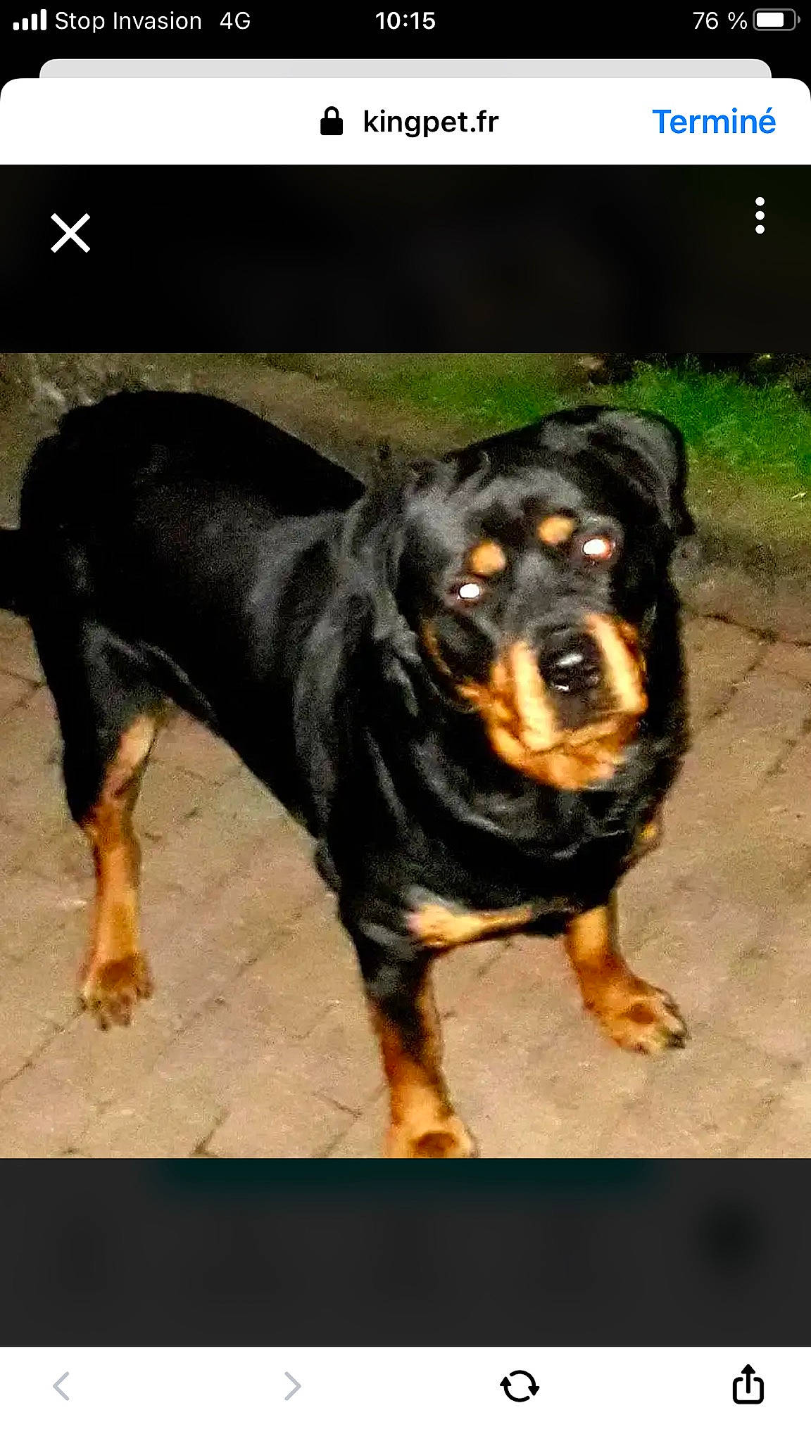 Kaira participe au concours pour gagner de l'argent avec cette photo : austrian_black_and_tan_hound, carnivore, companion_dog, dog, dog_breed, font, hunting_dog, paw, photo_caption, photography, rectangle, rottweiler, sporting_group, terrestrial_animal, working_animal, working_dog