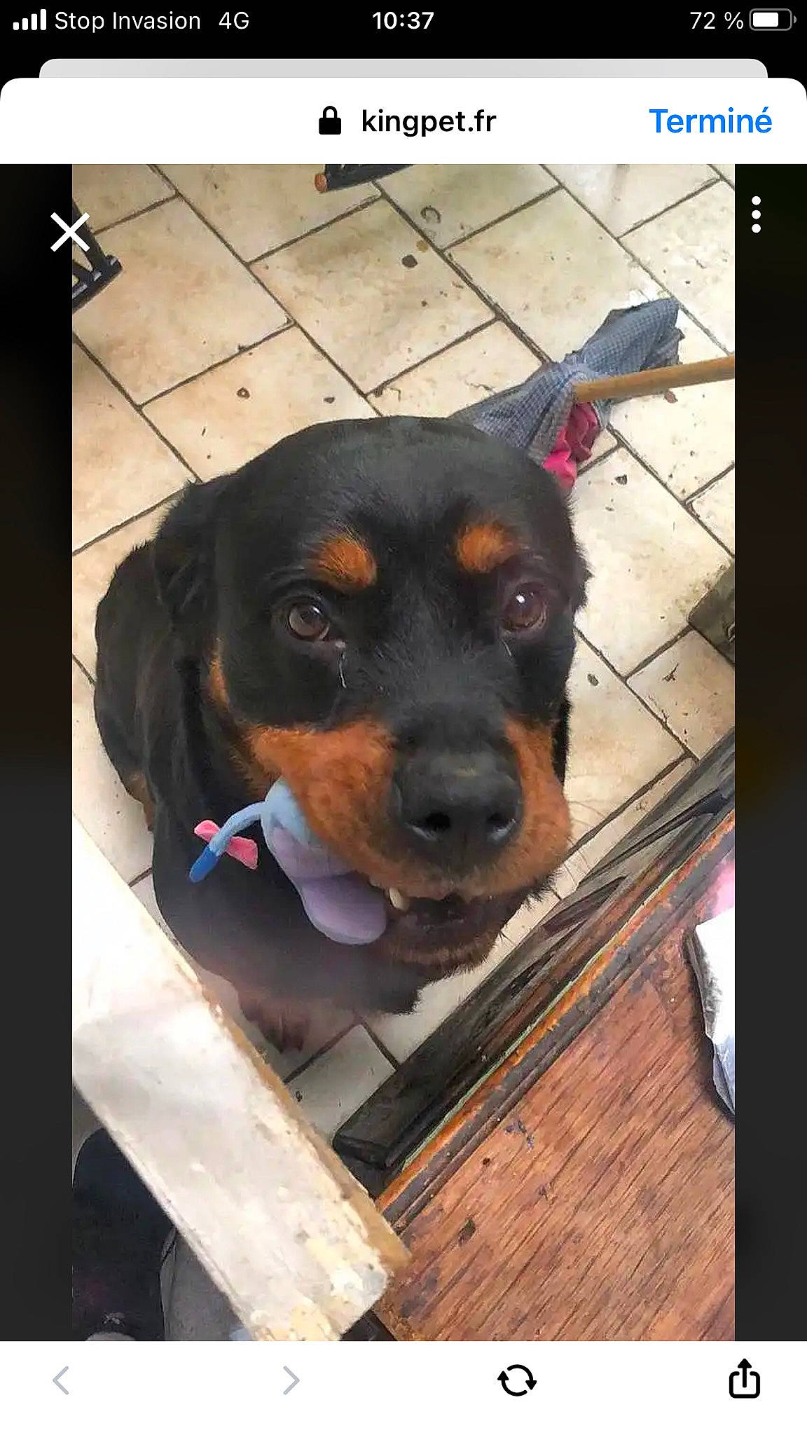 Kaira participe au concours pour gagner de l'argent avec cette photo : canidae, carnivore, collar, companion_dog, dog, dog_breed, dog_supply, flooring, guard_dog, happy, metal, pet_supply, puppy, rectangle, snout, sporting_group, square, wood, working_animal, working_dog