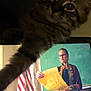 Miyo is registered to the contest to win money with this photo: bottles, cat, chalkboard, curious, flag, furniture, glasses, hand, indoor, kitten, light, paw, person, portrait, presentation, props, table, woman, wooden_chair, yellow_paper
