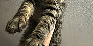 Miyo joined the competition — help win amazing prizes! animal, black_clothing, cat, ceiling, closeup, cute, feline, fluffy, fur, hand, indoor, paws, person, pet, portrait, sleeve, stretching, tabby_cat, wall, whiskers