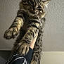 animal, black_clothing, cat, ceiling, closeup, cute, feline, fluffy, fur, hand, indoor, paws, person, pet, portrait, sleeve, stretching, tabby_cat, wall, whiskers