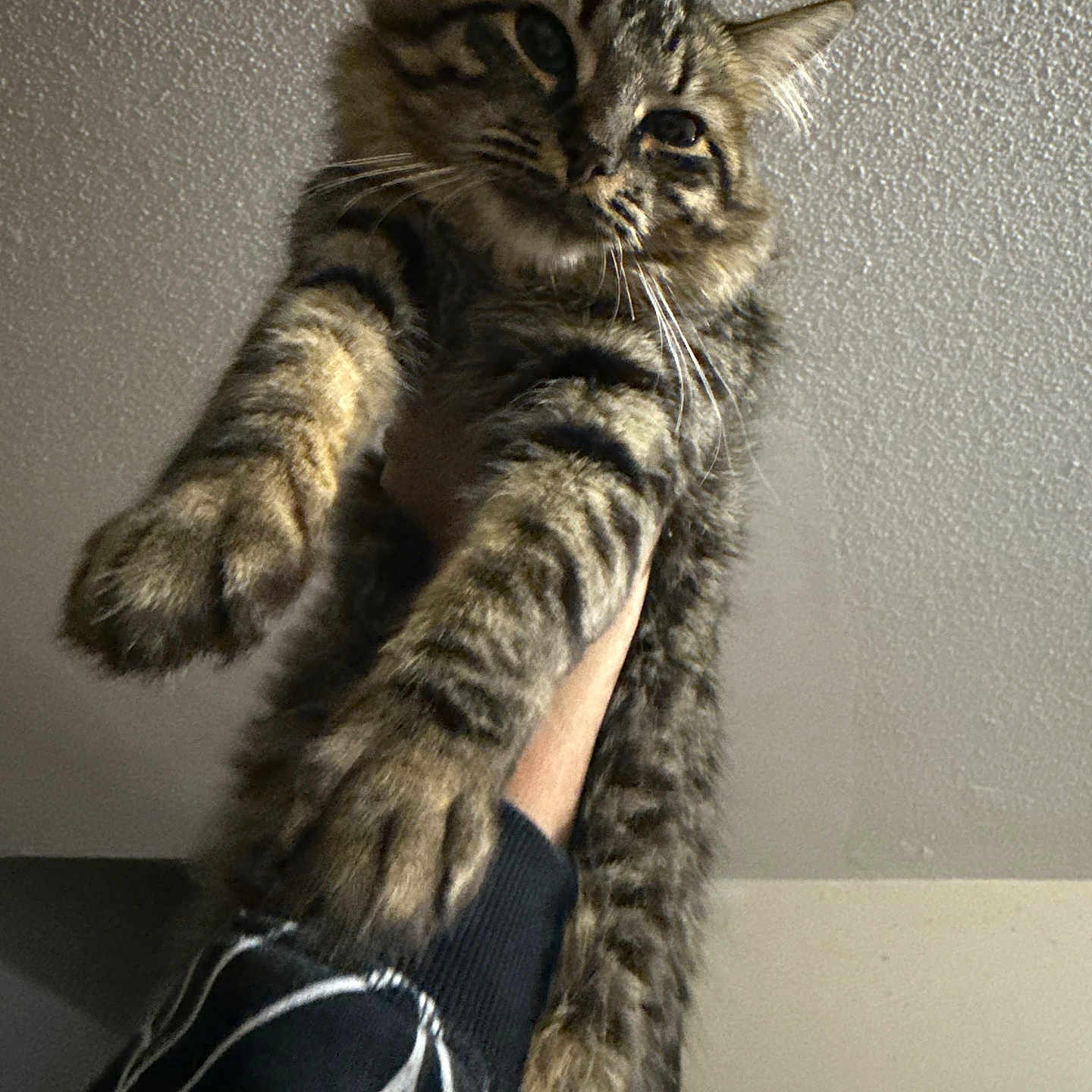 Miyo