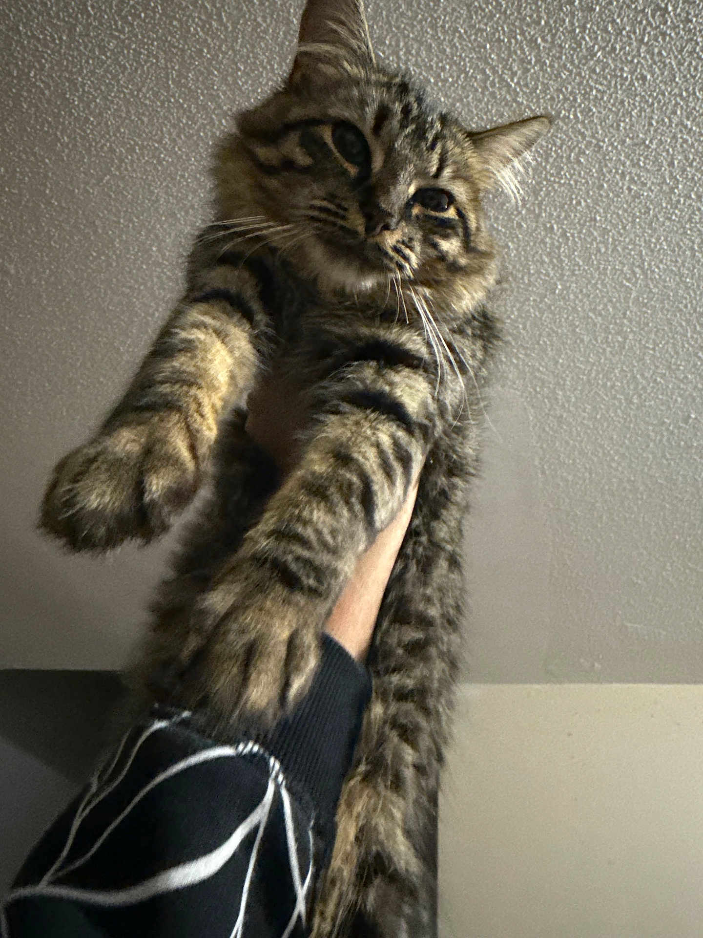 Miyo