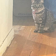 Miyo is registered to the contest to win money with this photo: animal, blurred, cat, cozy, cute, domestic_cat, ears, feline, floor, fur, indoor, light, pet, quiet, shadow, sitting, tabby_cat, wall, whiskers, wooden_floor
