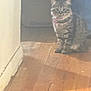 animal, blurred, cat, cozy, cute, domestic_cat, ears, feline, floor, fur, indoor, light, pet, quiet, shadow, sitting, tabby_cat, wall, whiskers, wooden_floor