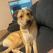 Layla joined the competition — help win amazing prizes! animal, calm, canine, companion, couch, cozy, dog, domestic_animal, furniture, golden_brown, home, household, indoor, living_room, looking_away, mammal, pet, portrait, relaxed, seated