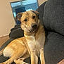 animal, calm, canine, companion, couch, cozy, dog, domestic_animal, furniture, golden_brown, home, household, indoor, living_room, looking_away, mammal, pet, portrait, relaxed, seated