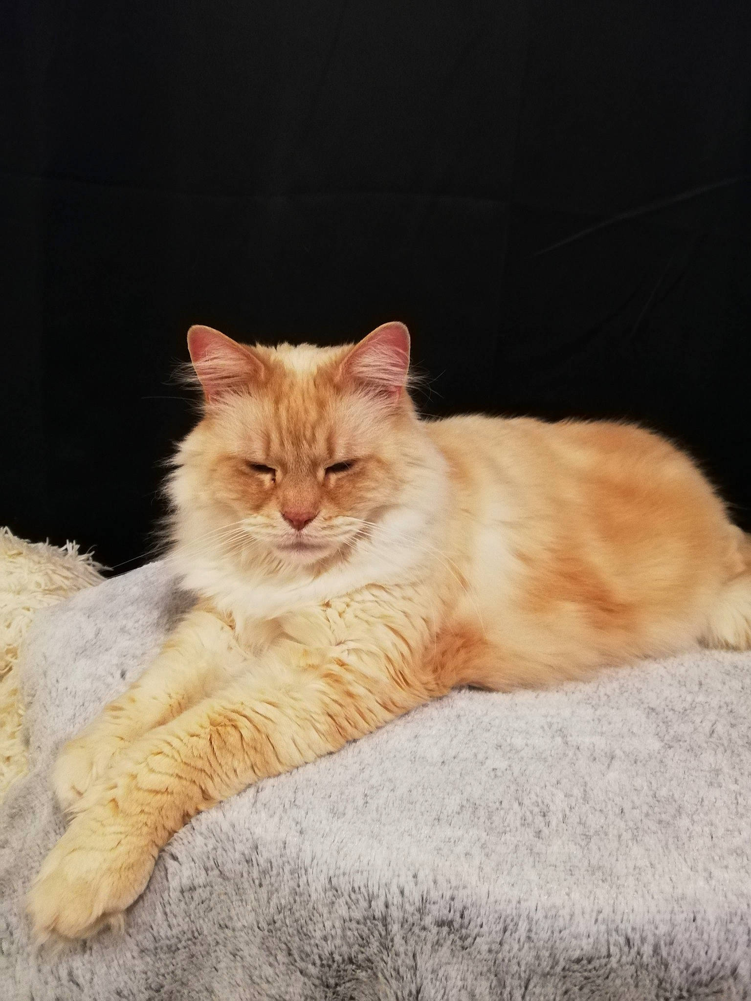 Helium participe au concours pour gagner de l'argent avec cette photo : asian, asian_semi_longhair, british_semi_longhair, carnivore, cat, cymric, domestic_long_haired_cat, european_shorthair, fawn, felidae, fur, maine_coon, mammal, norwegian_forest_cat, sitting, small_to_medium_sized_cats, tabby_cat, tail, vertebrate, whiskers