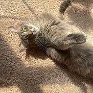 Miss Kitty is registered to the contest to win money with this photo: animal, carpet, cat, cozy, cute, daylight, feline, fur, gray_cat, green_eyes, home, indoor, pet, playful, portrait, relaxing, shadow, stretching, sunlight, whiskers