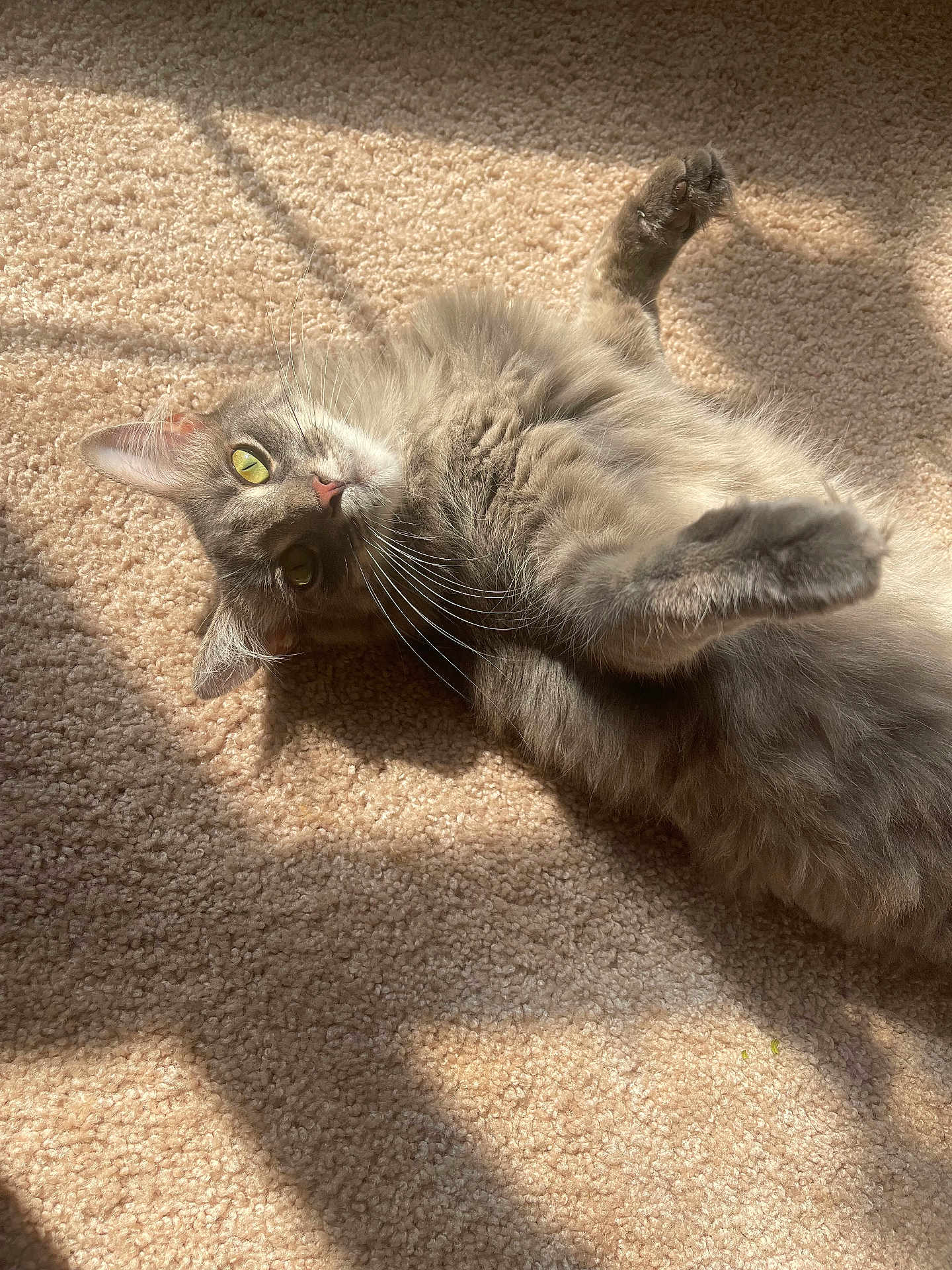Miss Kitty