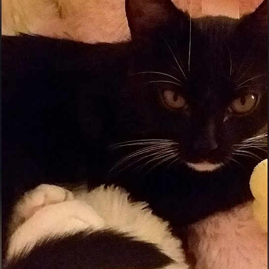 Bella is registered to the contest to win money with this photo: cat, tuxedo_cat, black_and_white, animal, pet, feline, whiskers, eyes, ears, nose, face, fur, lying_down, blanket, fluffy, indoors, portrait, close_up, cozy, relaxed