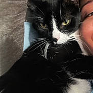 Silvestre joined the competition — help win amazing prizes! cat, black_and_white_cat, close_up, face, person, yellow_eyes, whiskers, fur, snuggle, indoor, cozy, affection, pet, animal, portrait, companion, cute, feline, black_fur, white_fur