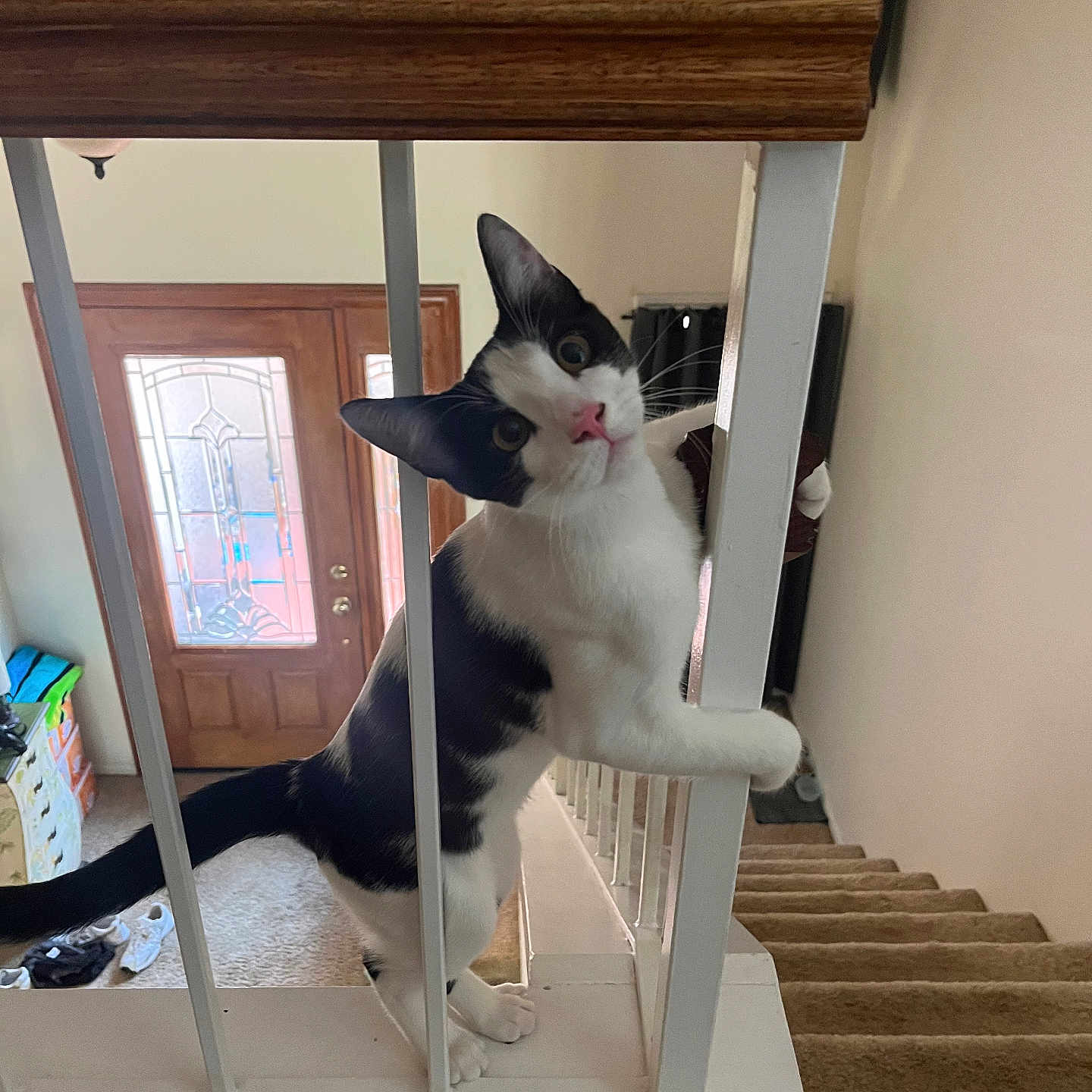 Timmy joined the competition — help win amazing prizes! animal, architecture, building, cat, furniture, handrail, hardwood, house, housing, indoors, interiordesign, kitten, livingroom, manx, pet, plywood, railing, room, staircase, wood