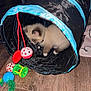 Skye is registered to the contest to win money with this photo: bell, black, blue, cat, cat_toys, collar, colorful, curious, feline, fluffy, green, indoor, kitten, pet, play_tunnel, red, small, toy_ball, wooden_floor, young