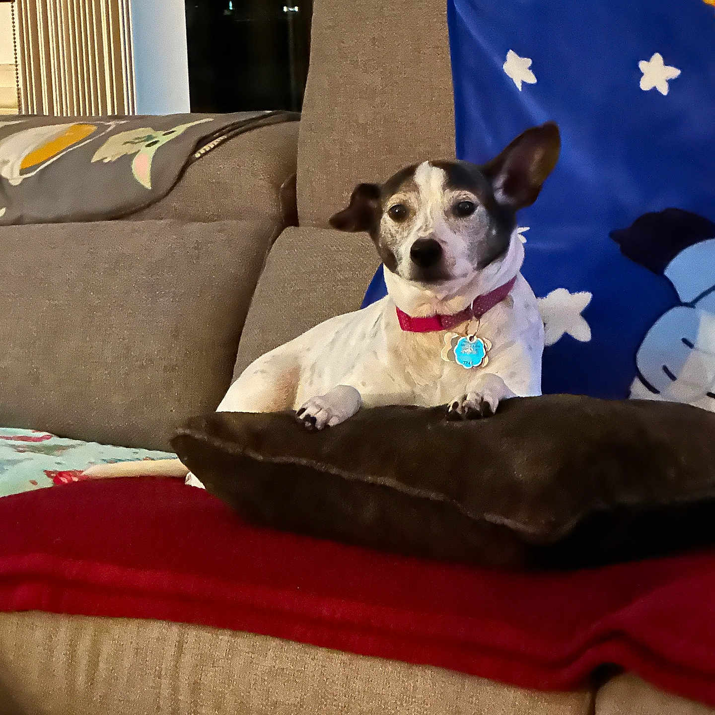 Ellie is registered to the contest to win money with this photo: animal, blanket, collar, comfort, couch, cozy, dog, ears, eyes, fur, furniture, home, indoor, living_room, night, nose, pet, pillow, resting, small_dog