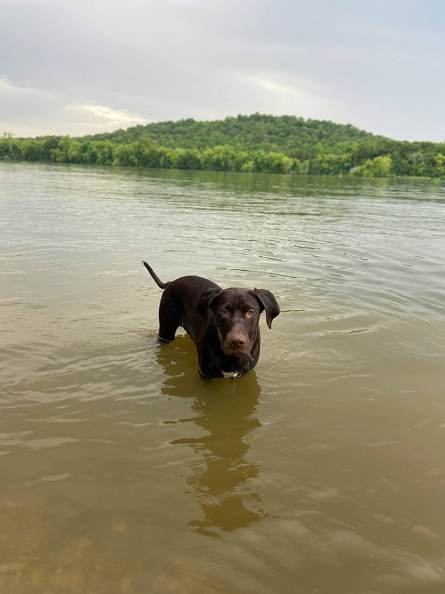 Gunner Lee is registered to the contest to win money with this photo: canidae, carnivore, dog, dog_breed, guard_dog, hunting_dog, labrador_retriever, lake, pointing_breed, retriever, river, sporting_group, water, water_resources