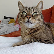 Zao a rejoint le concours — aidez-le/la à gagner de superbes lots ! cat, tabby, animal, pet, feline, whiskers, ears, nose, eyes, fur, indoor, blanket, couch, home, relaxing, cozy, closeup, portrait, resting, domestic