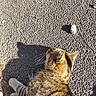 animal, asphalt, cat, closeup, daylight, feline, fur, ground, mammal, nature, outdoor, paw, pet, relaxing, shadow, striped, sunlight, tabby, texture, whiskers