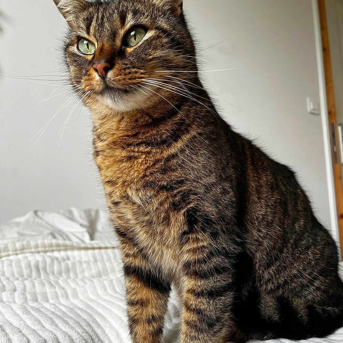 Zao participe au concours pour gagner de l'argent avec cette photo : cat, tabby, pet, animal, indoor, bed, blanket, feline, fur, whiskers, green_eyes, sitting, looking_away, striped, cute, domestic, portrait, house, cozy, calm