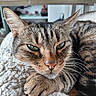 Zao a rejoint le concours — aidez-le/la à gagner de superbes lots ! animal, background_blur, cat, close_up, comfort, cozy, ears, face, fur, furniture, home, indoor, paw, pet, relaxed, resting, sleepy, soft_blanket, tabby_cat, whiskers