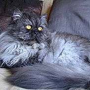 Tibalt a rejoint le concours — aidez-le/la à gagner de superbes lots !