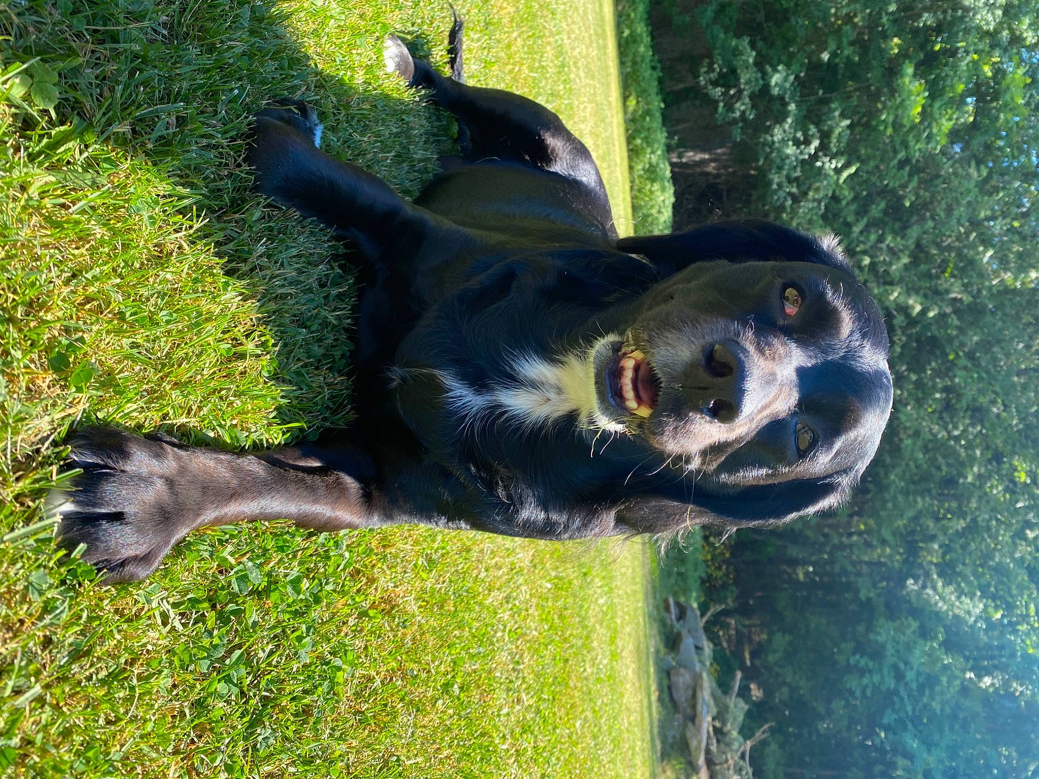 Molly joined the competition — help win amazing prizes! borador, canidae, carnivore, companion_dog, dog, dog_breed, grass, grass_family, guard_dog, hunting_dog, lawn, shadow, snout, sporting_group, sunlight, tail, working_animal, working_dog