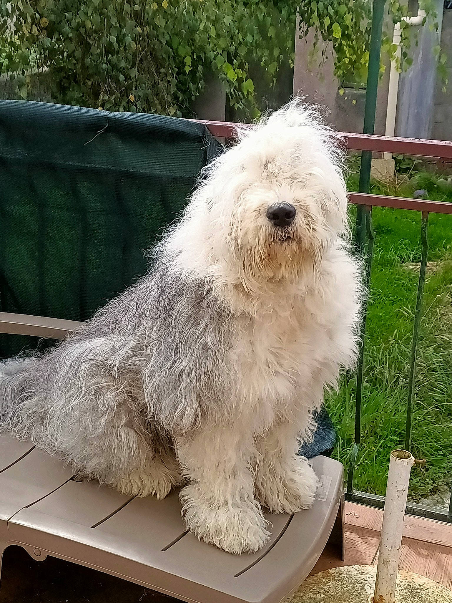 Sweet Teddy a rejoint le concours — aidez-le/la à gagner de superbes lots ! canidae, carnivore, companion_dog, desk, dog, dog_breed, fence, fur, giant_dog_breed, grass, maltepoo, plant, small_terrier, snout, sporting_group, table, terrier, toy_dog, water_dog, working_animal