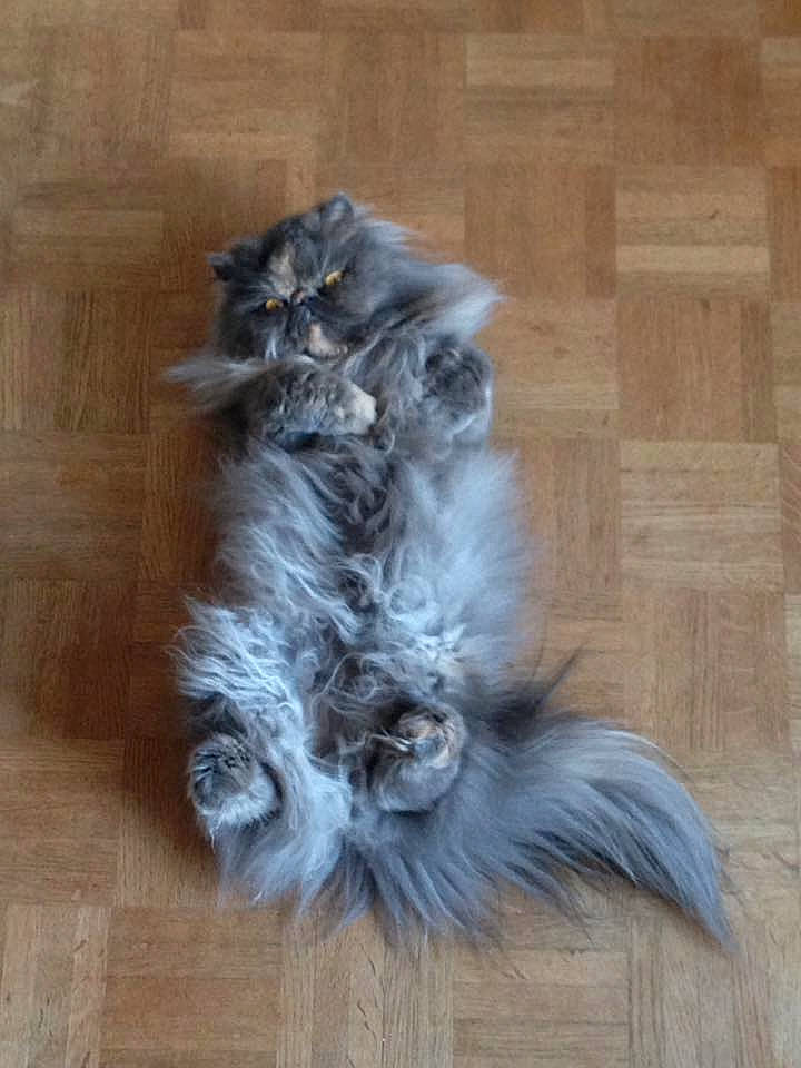 Luna participe au concours pour gagner de l'argent avec cette photo : american_curl, british_longhair, british_semi_longhair, carnivore, cat, domestic_long_haired_cat, felidae, fur, maine_coon, norwegian_forest_cat, persian, ragamuffin, siberian, small_to_medium_sized_cats, tail, whiskers