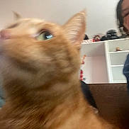 Drax is registered to the contest to win money with this photo: animal, background, blurry, casual, cat, close_up, cozy, face, furniture, ginger_cat, home, indoor, orange, person, pet, portrait, shelf, sitting, smile, young_person