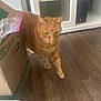 Drax is registered to the contest to win money with this photo: animal, blurred, cabinet, cardboard_box, cat, cute, domestic_cat, feline, flooring, furniture, glass_door, home, household, indoor, motion_blur, orange_tabby, pet, tabby, walking, wooden_floor