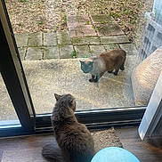 Tapioca is registered to the contest to win money with this photo: cat, indoor, outdoor, glass_door, gray_cat, siamese_cat, patio, scratch_pad, wooden_floor, brick, plants, fence, window, pet, animal, domestic, curious, sitting, standing, daylight