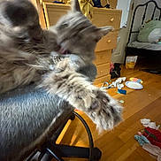 Jade is registered to the contest to win money with this photo: cat, gray_cat, furniture, chair, dressing_table, wooden_floor, bed, clutter, indoor, paw, furry, pet, motion_blur, grooming, feline, room, household_items, messy, domestic, home