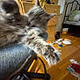 cat, gray_cat, furniture, chair, dressing_table, wooden_floor, bed, clutter, indoor, paw, furry, pet, motion_blur, grooming, feline, room, household_items, messy, domestic, home