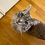 cat, gray_cat, green_eyes, whiskers, wooden_floor, door, curious, pet, animal, indoor, looking_up, fluffy, feline, close_up, household, cute, domestic_cat, portrait, fur, ears