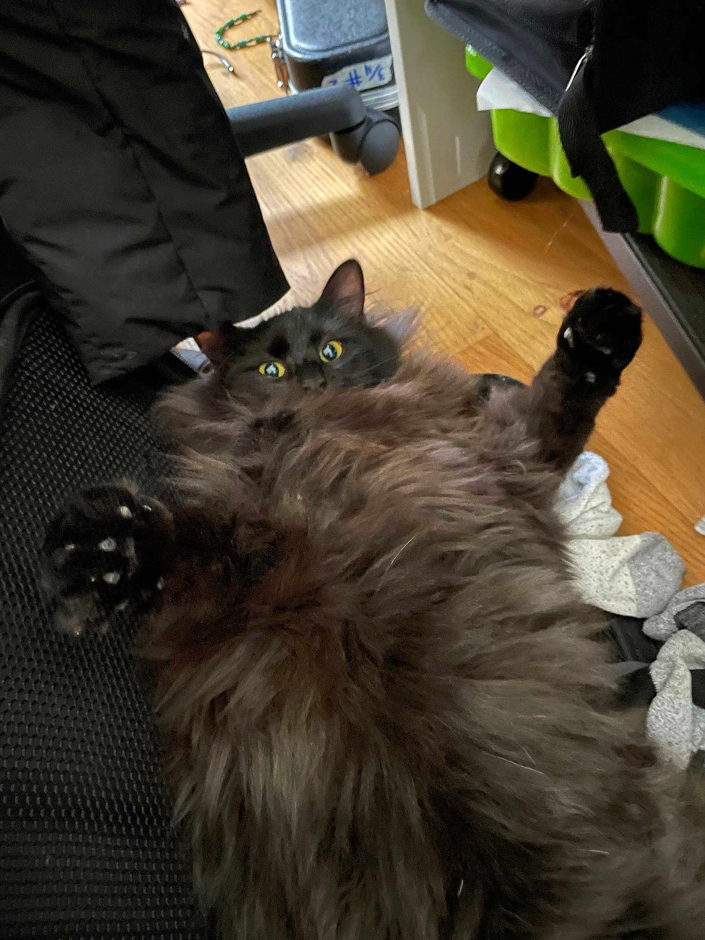 Wednesday joined the competition — help win amazing prizes! cat, black_cat, fluffy, fur, paws, chair, mesh_chair, wooden_floor, clothes, indoor, pet, relaxed, lying_down, raised_paws, home, storage_bin, furniture, cozy, domestic, animal