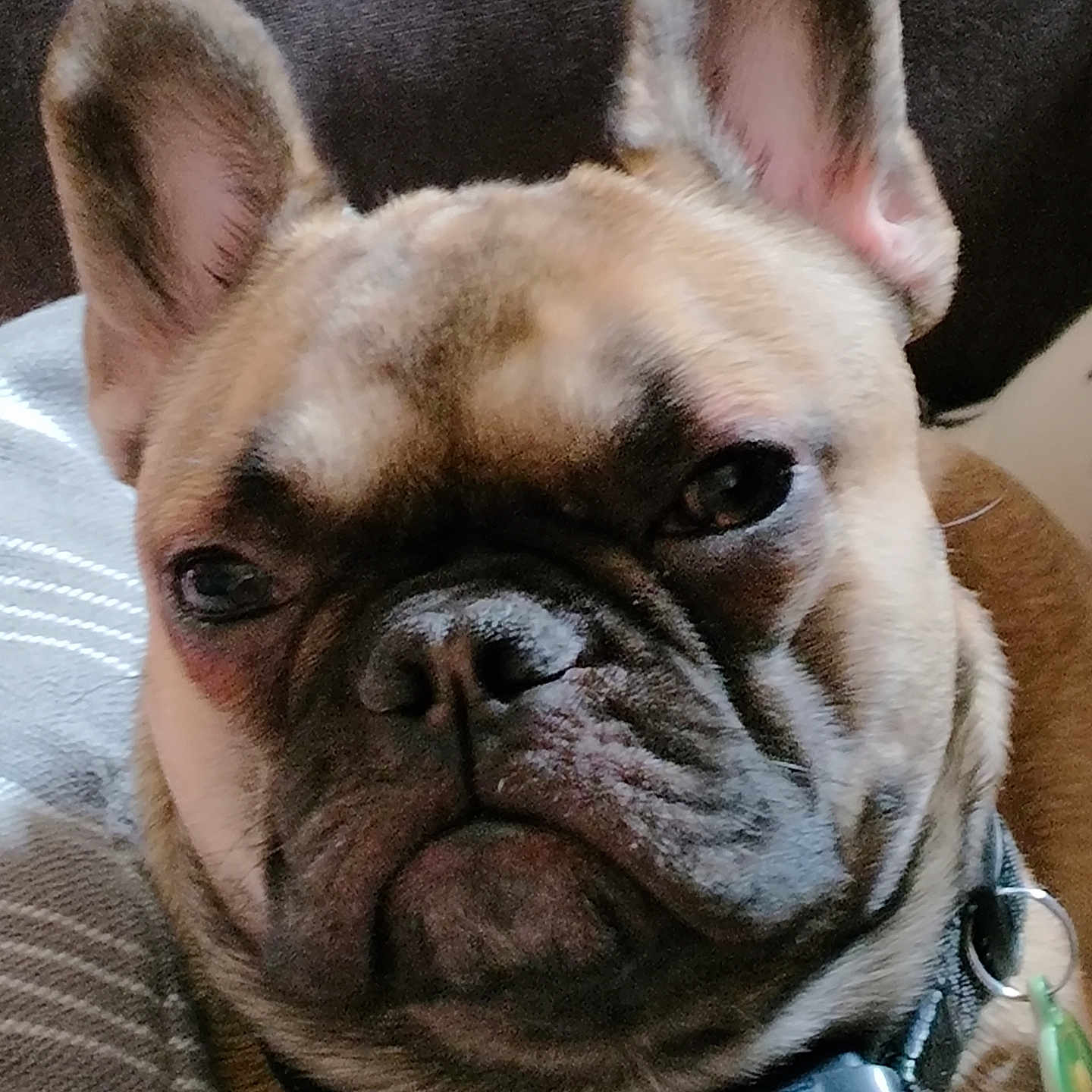 Loki is registered to the contest to win money with this photo: animal, brown_fur, canine, close_up, collar, companion, cute, dog, domestic_animal, ears, expression, face, french_bulldog, fur, indoor, pet, portrait, resting, snout, wrinkles