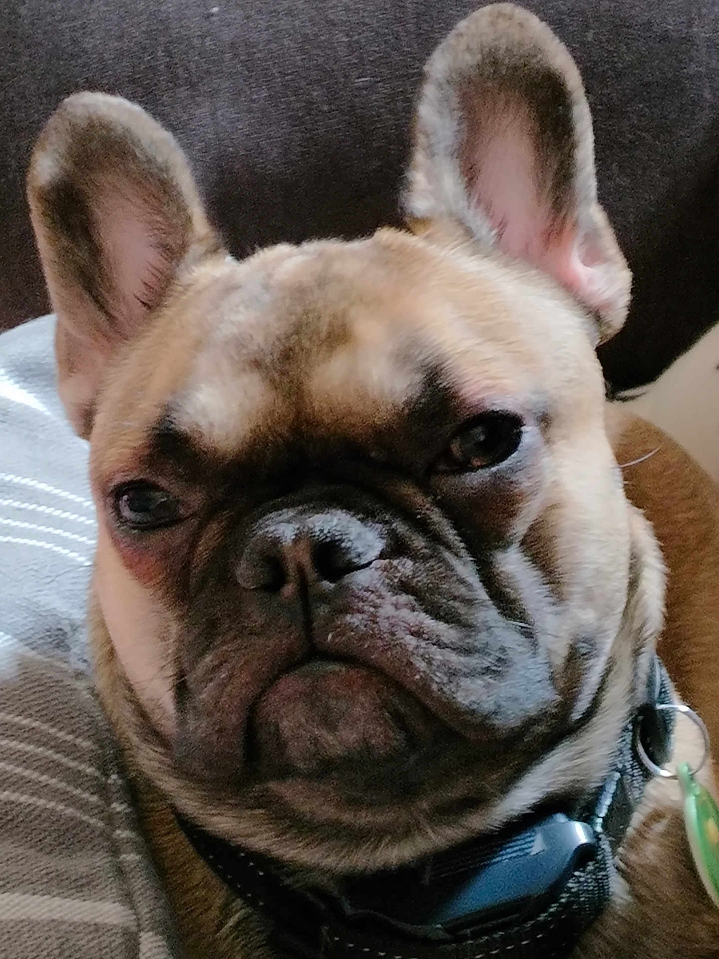 Loki is registered to the contest to win money with this photo: dog, french_bulldog, close_up, pet, animal, ears, face, collar, resting, brown_fur, wrinkles, cute, indoor, portrait, canine, domestic_animal, companion, fur, snout, expression