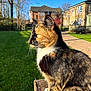 cat, calico, animal, pet, outdoor, sunlight, green_grass, tree, house, blue_sky, fur, whiskers, wooden_surface, daylight, nature, mammal, domestic_animal, sitting, profile, serene