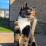 Apricot is registered to the contest to win money with this photo: cat, calico, animal, pet, outdoor, bench, wood, sunlight, brick_wall, green_grass, daylight, feline, whiskers, sitting, portrait, nature, domestic_cat, fur, mammal, peaceful